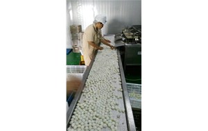 我公司鵪鶉蛋生產(chǎn)線螺旋煮蛋機獲得證書