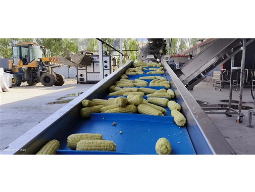 全自動甜玉米加工生產流水線工作原理